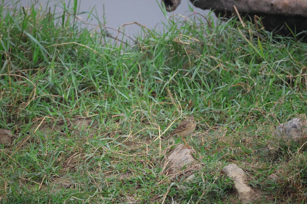 稻田鷚 - ML646380959