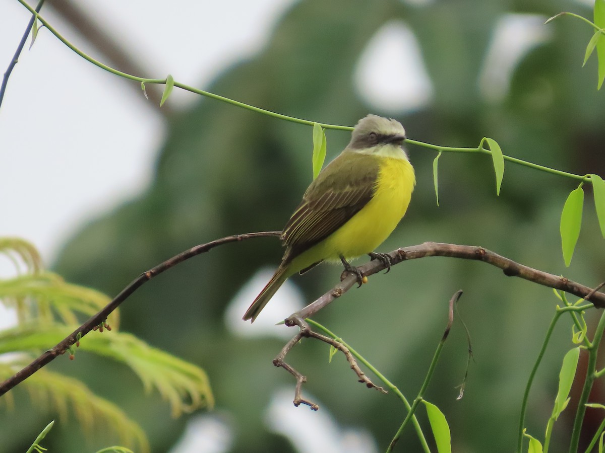 Gray-capped Flycatcher - ML646380960