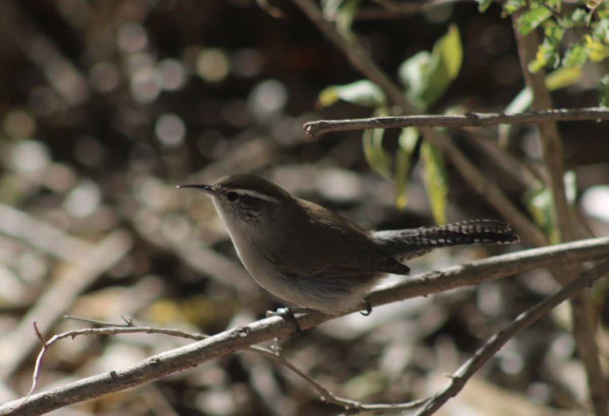 Bewick's Wren - ML646380962