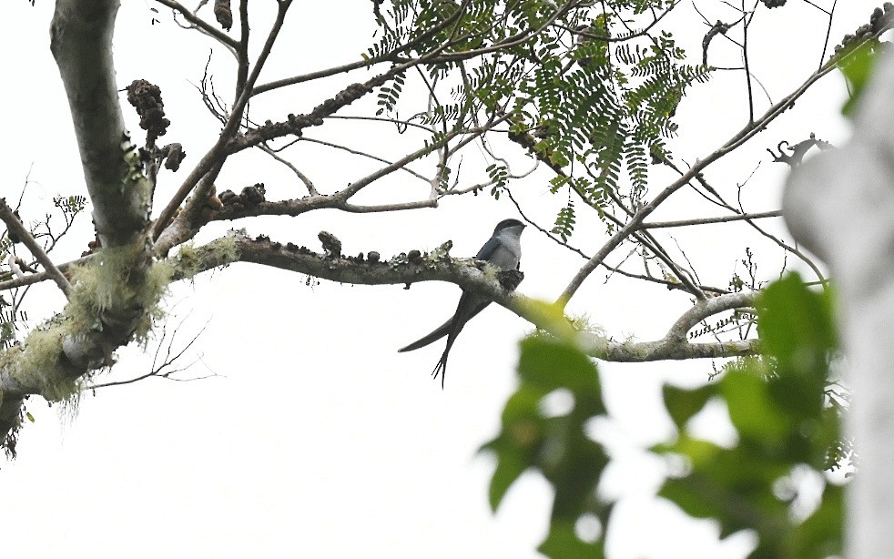 Gray-rumped Treeswift - ML646380964