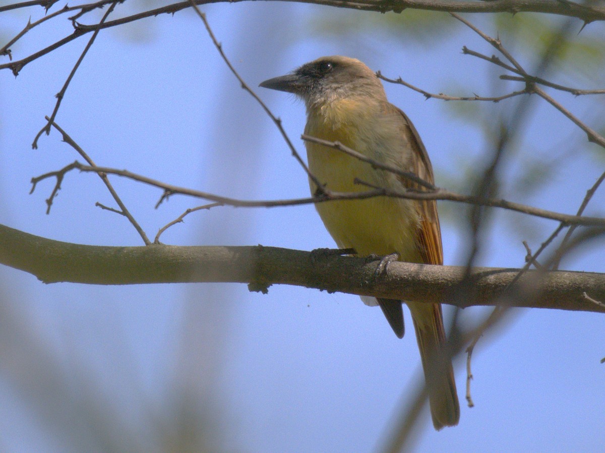 Baird's Flycatcher - ML646380966