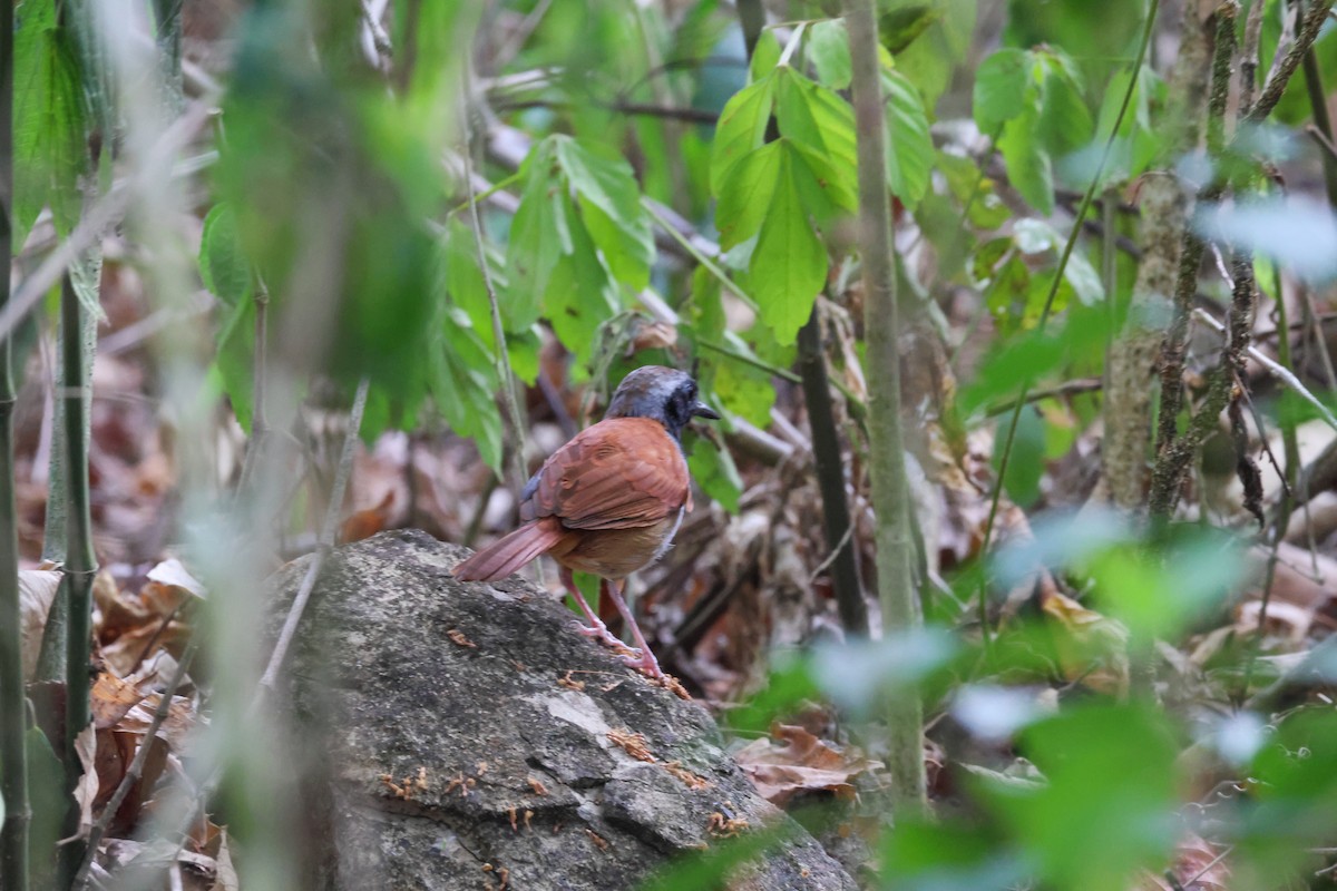 White-bellied Antbird - ML646380969
