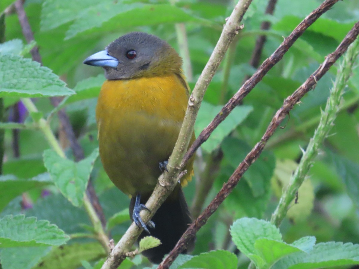 Scarlet-rumped Tanager - ML646380971