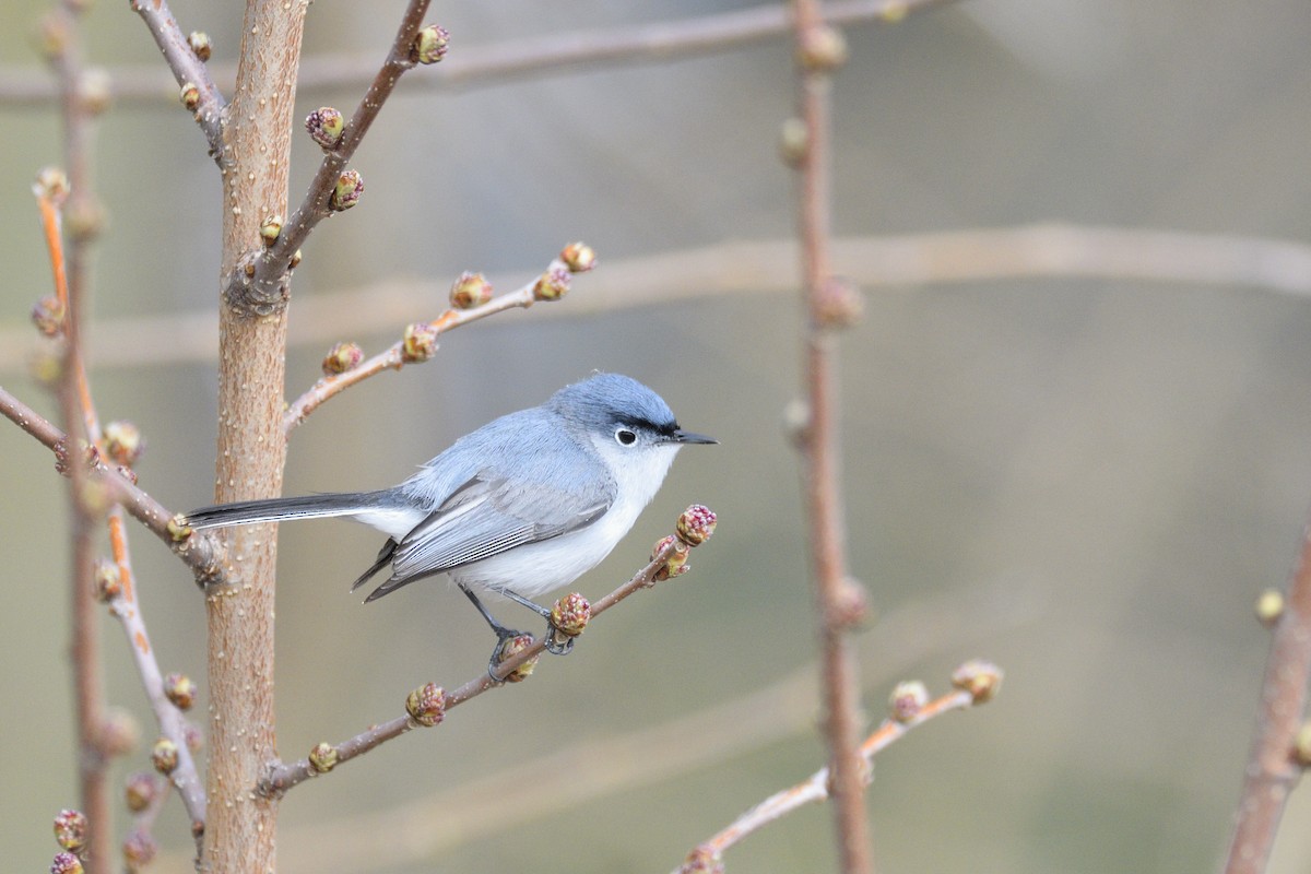 Blue-gray Gnatcatcher - ML646380977