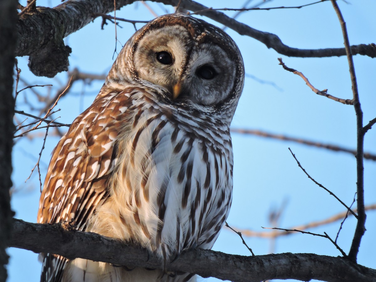 høvdingugle - ML646380978