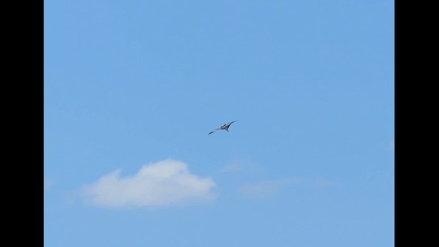 Swallow-tailed Kite - ML646380980