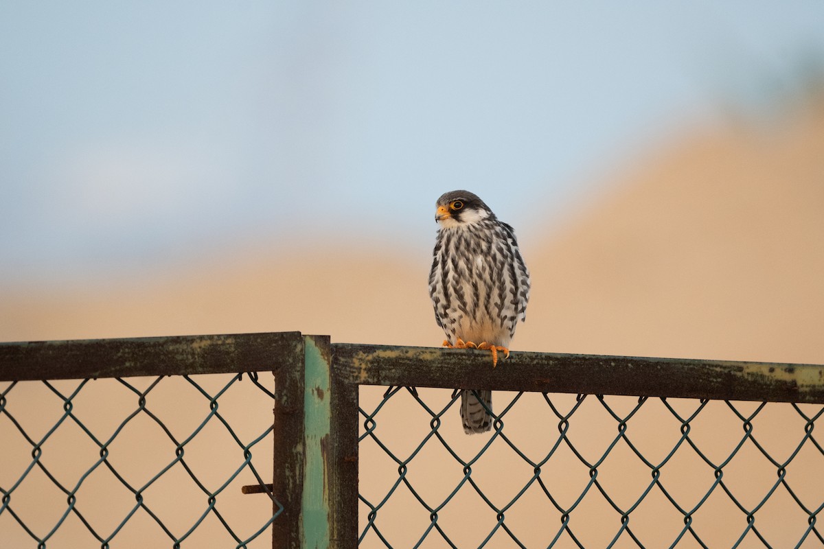Amur Falcon - ML646380981