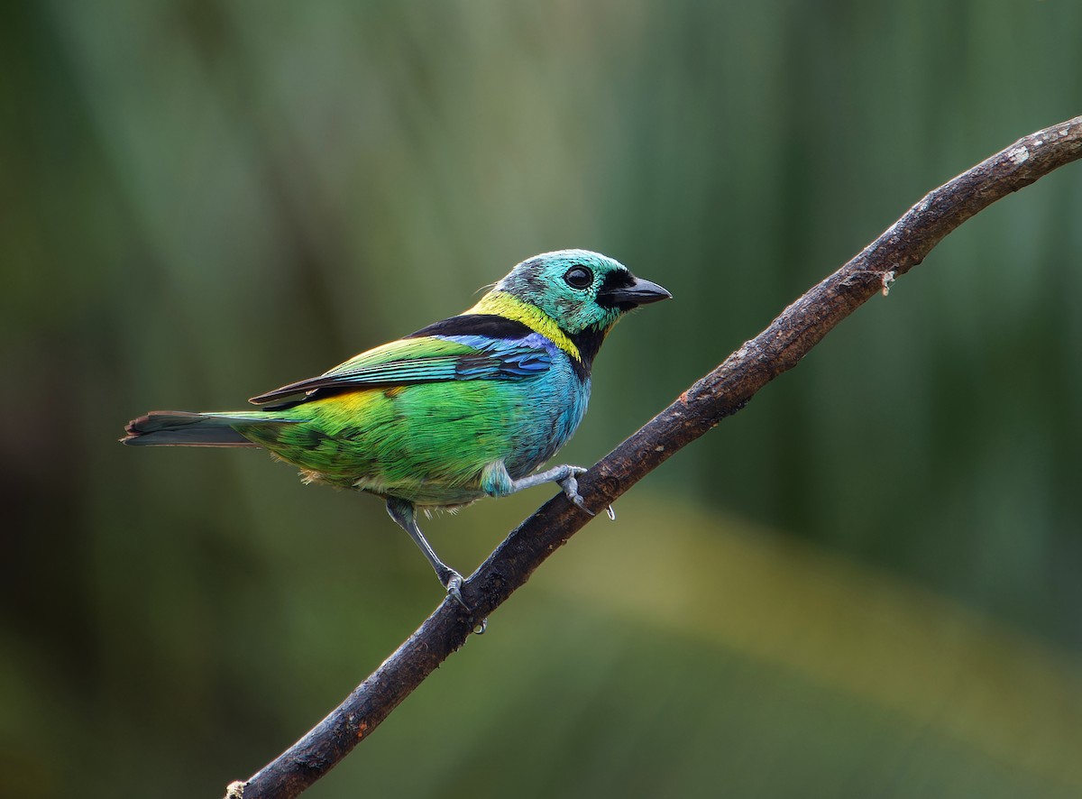 Green-headed Tanager - ML646380982