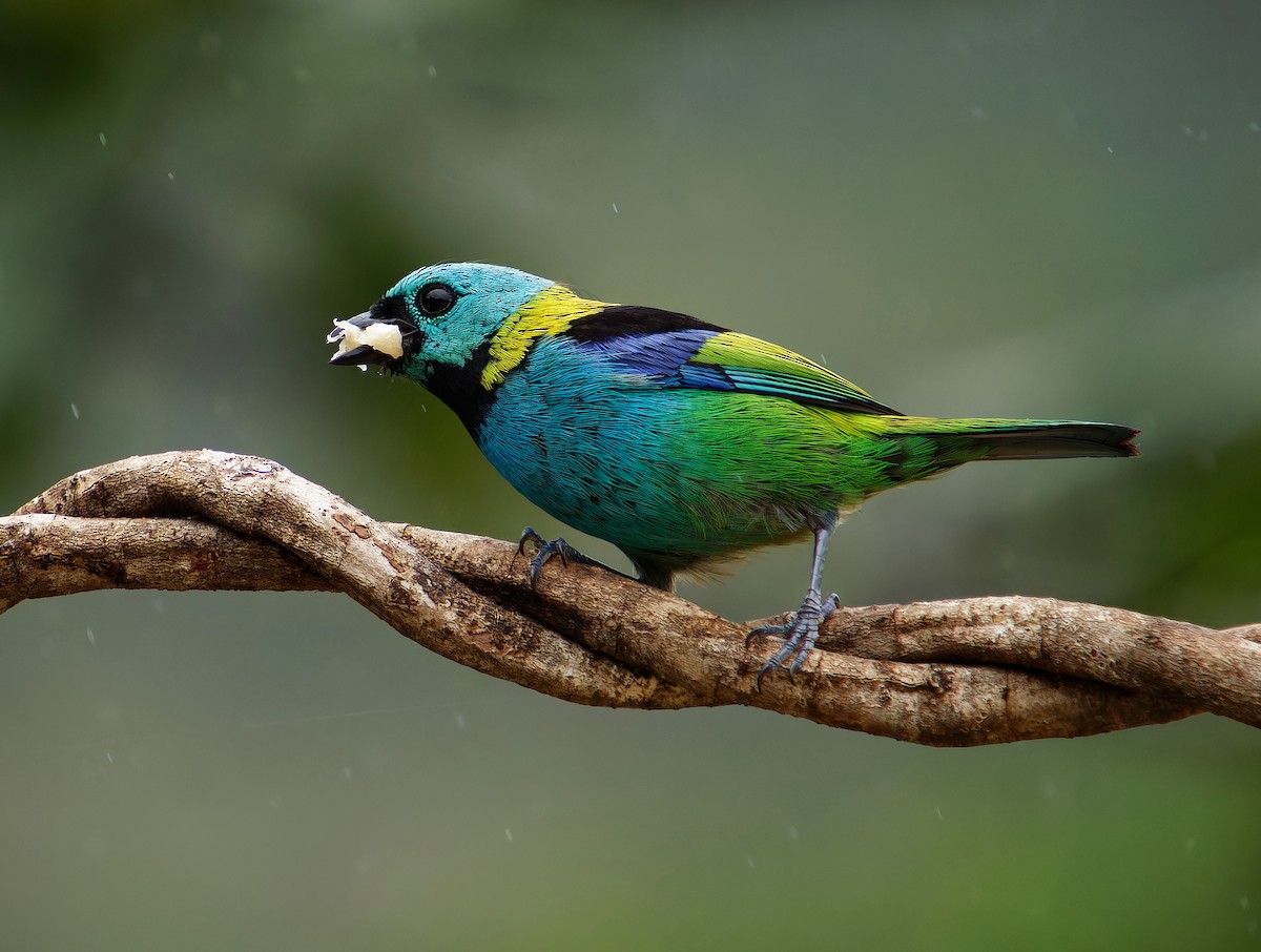 Green-headed Tanager - ML646380983