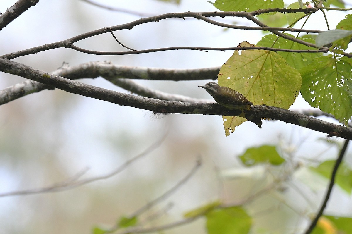 Sulawesi Pygmy Woodpecker - ML646380984