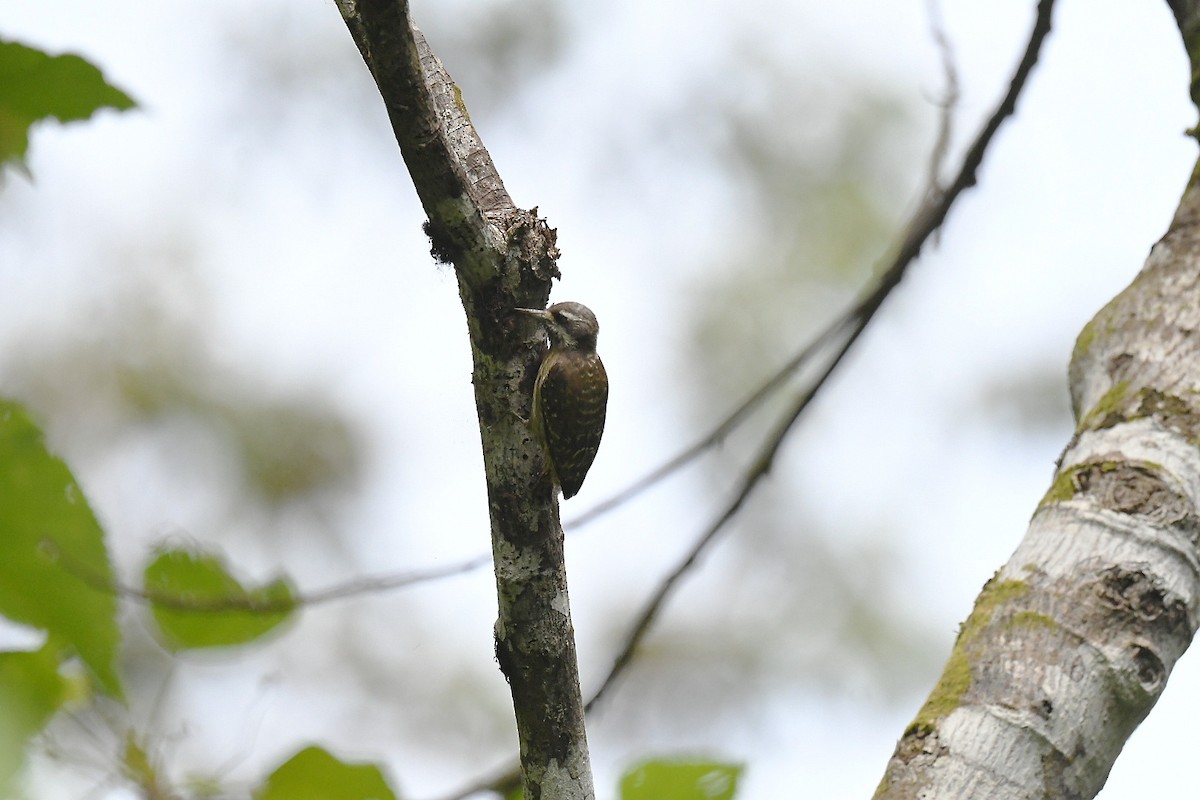 Sulawesi Pygmy Woodpecker - ML646380985