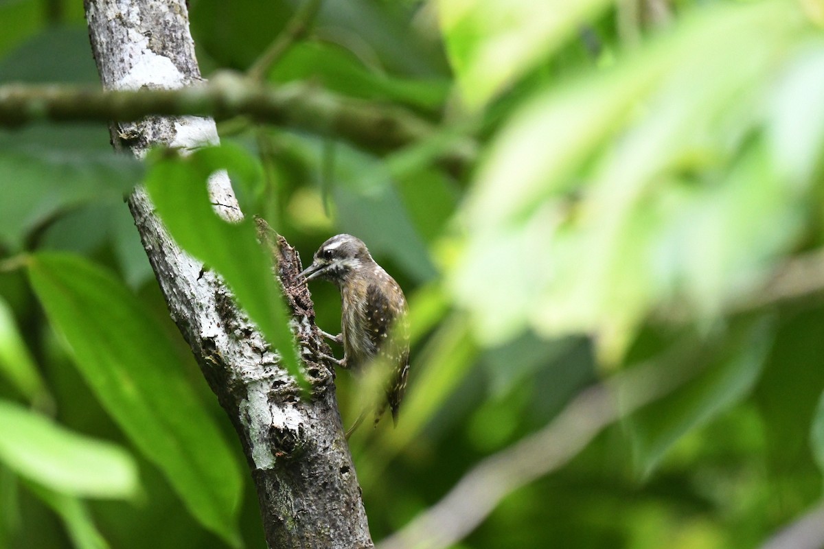 Sulawesi Pygmy Woodpecker - ML646380986