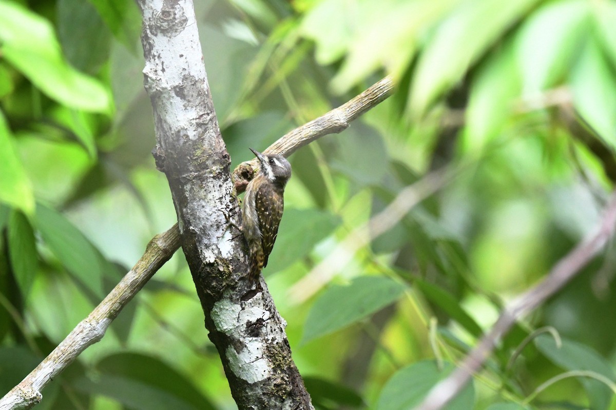 Sulawesi Pygmy Woodpecker - ML646380987