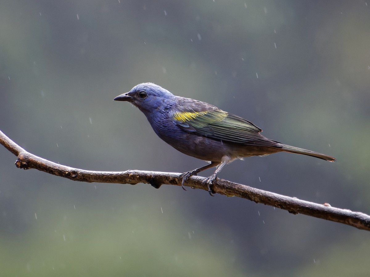 Golden-chevroned Tanager - ML646380988