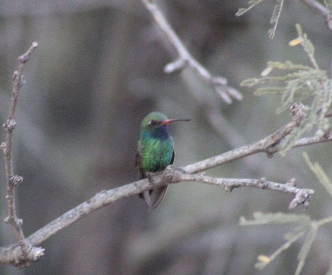 Broad-billed Hummingbird - ML646380989