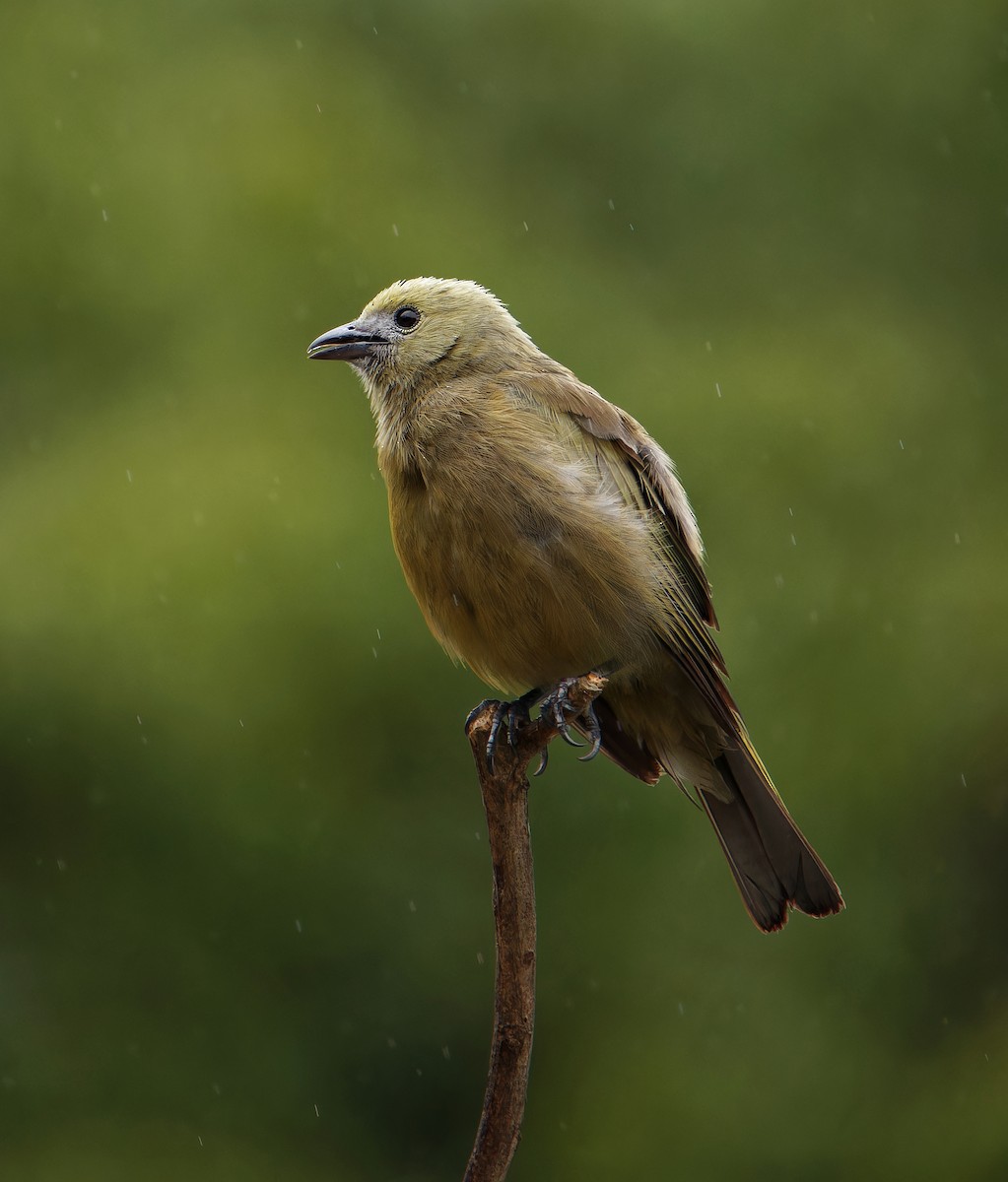 Palmentangare - ML646380992