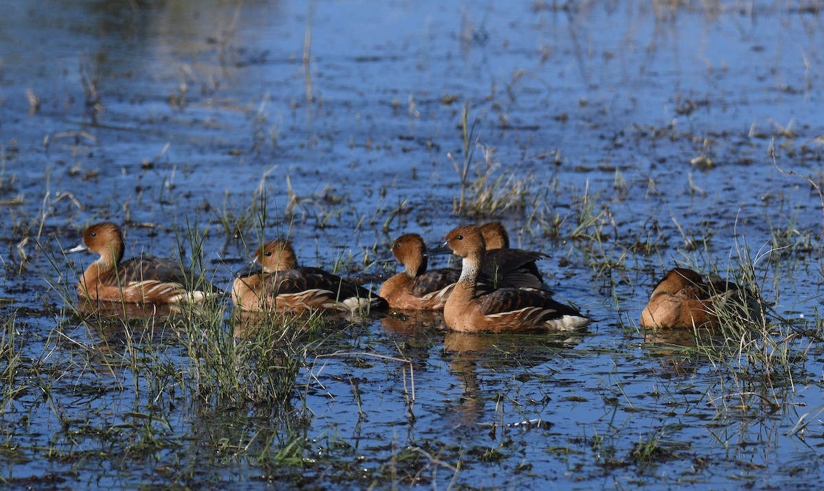 Fulvous Whistling-Duck - ML646380993