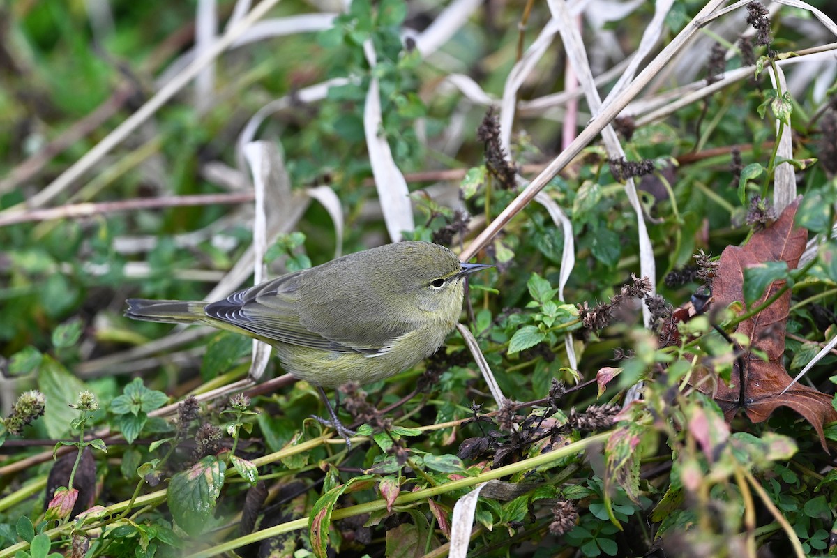 Orange-crowned Warbler - ML646380994