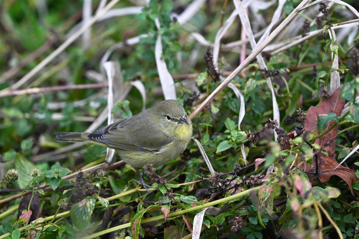 Orange-crowned Warbler - ML646380995