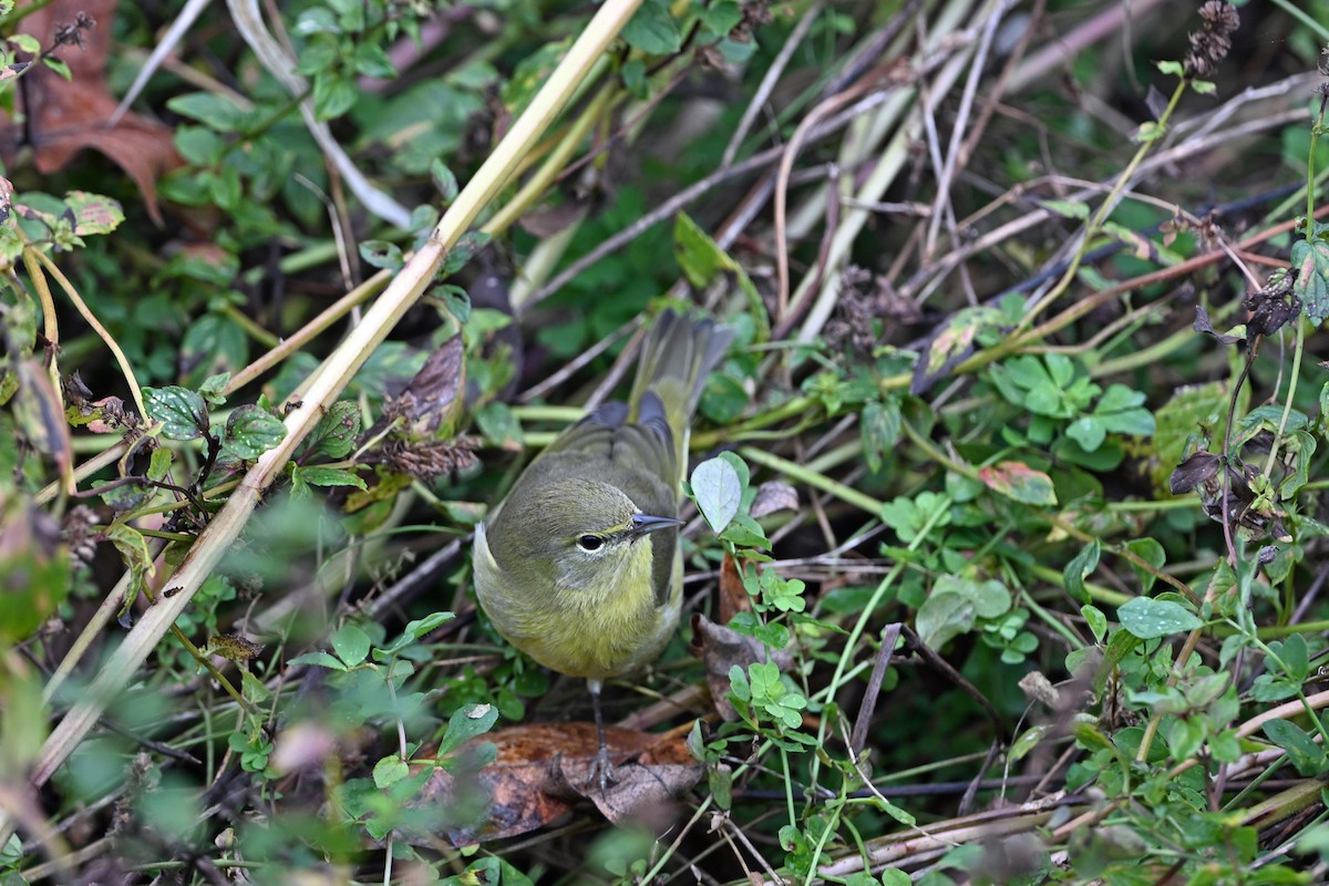 Orange-crowned Warbler - ML646380996