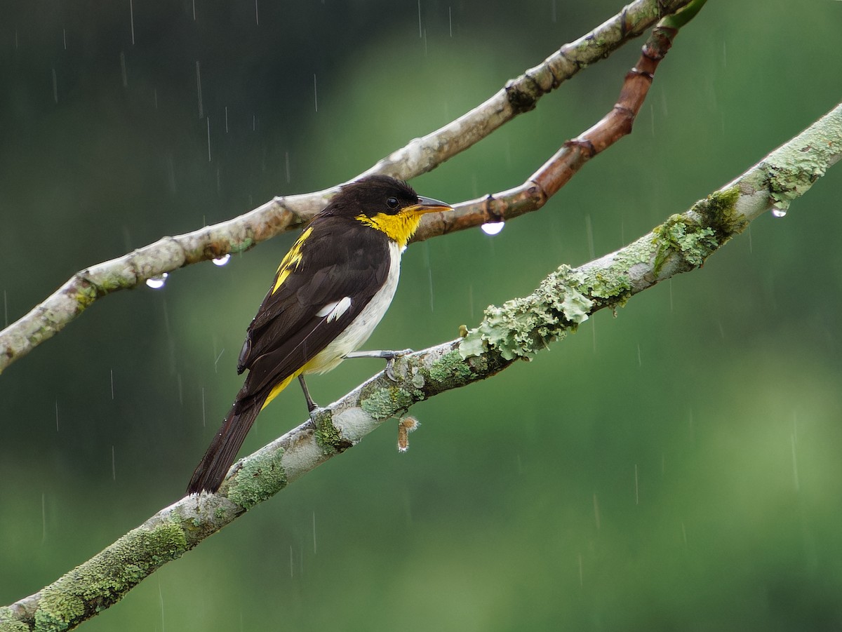 Yellow-backed Tanager - ML646381000