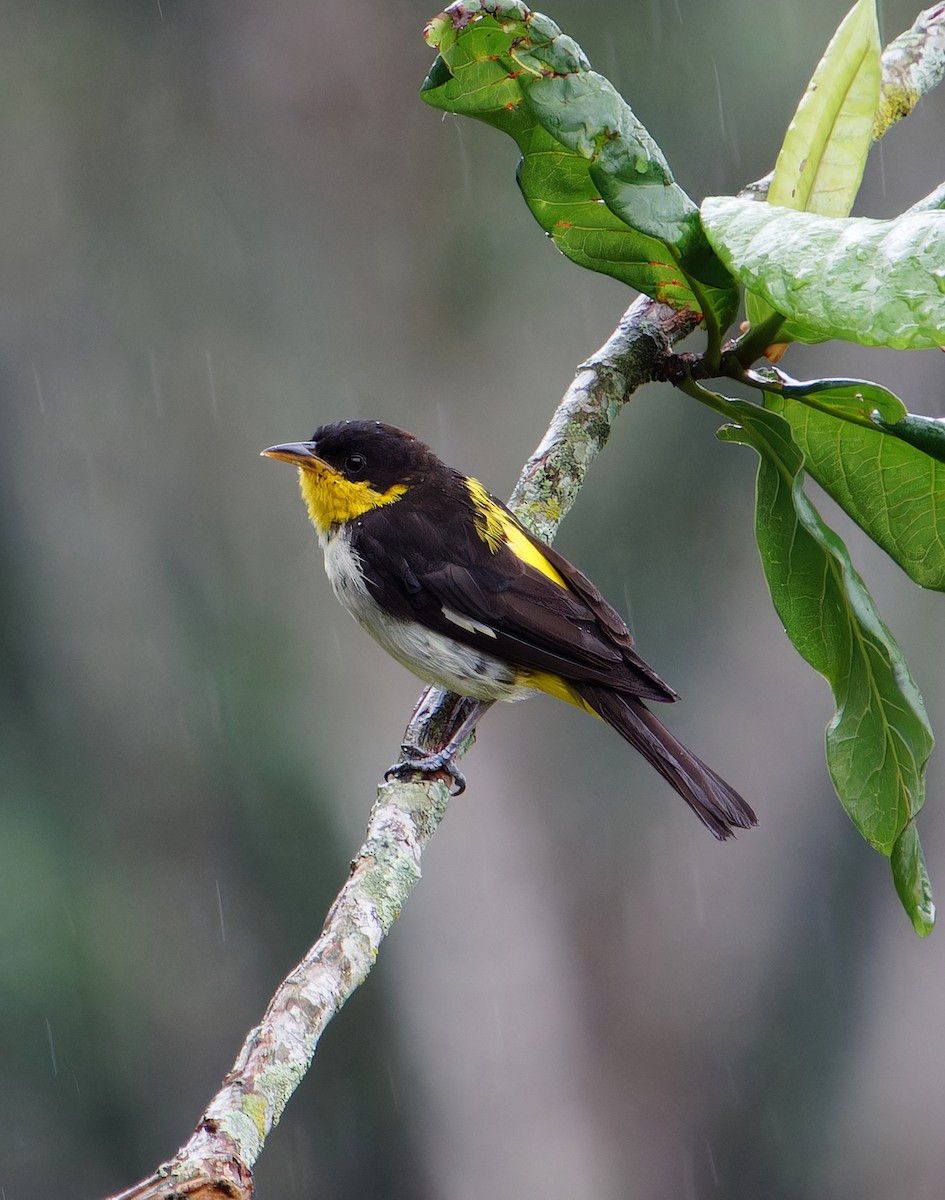 Yellow-backed Tanager - ML646381001