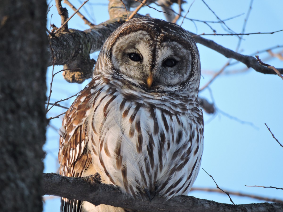 høvdingugle - ML646381005