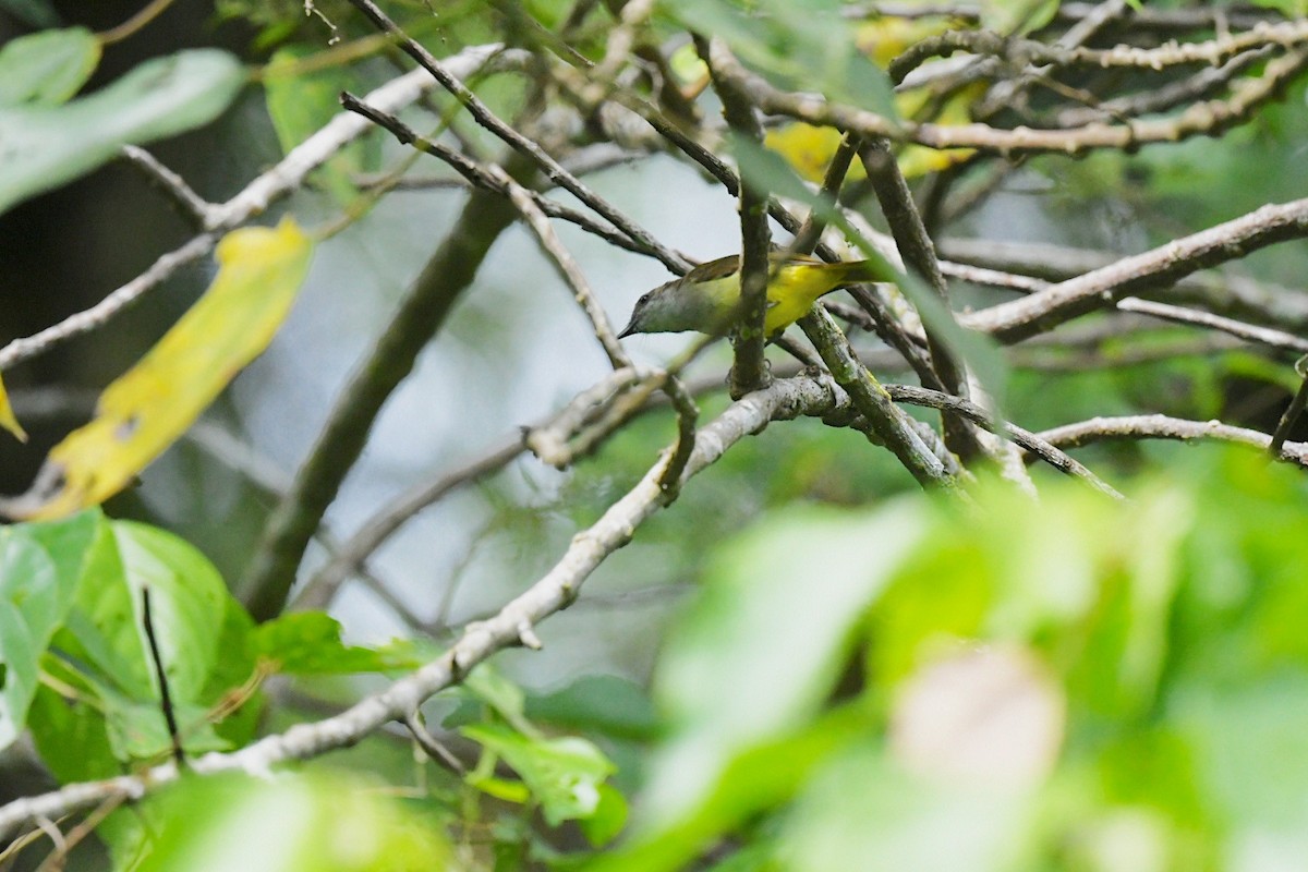 Sulphur-bellied Whistler - ML646381006