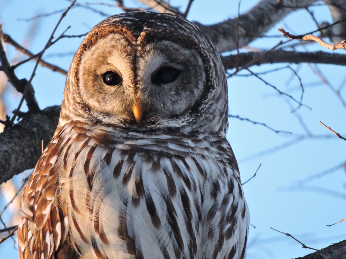 høvdingugle - ML646381007