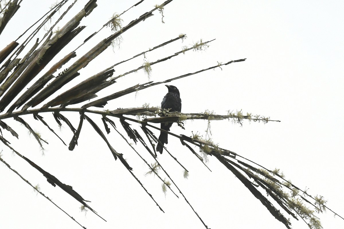 髮冠卷尾(leucops/banggaiensis) - ML646381009