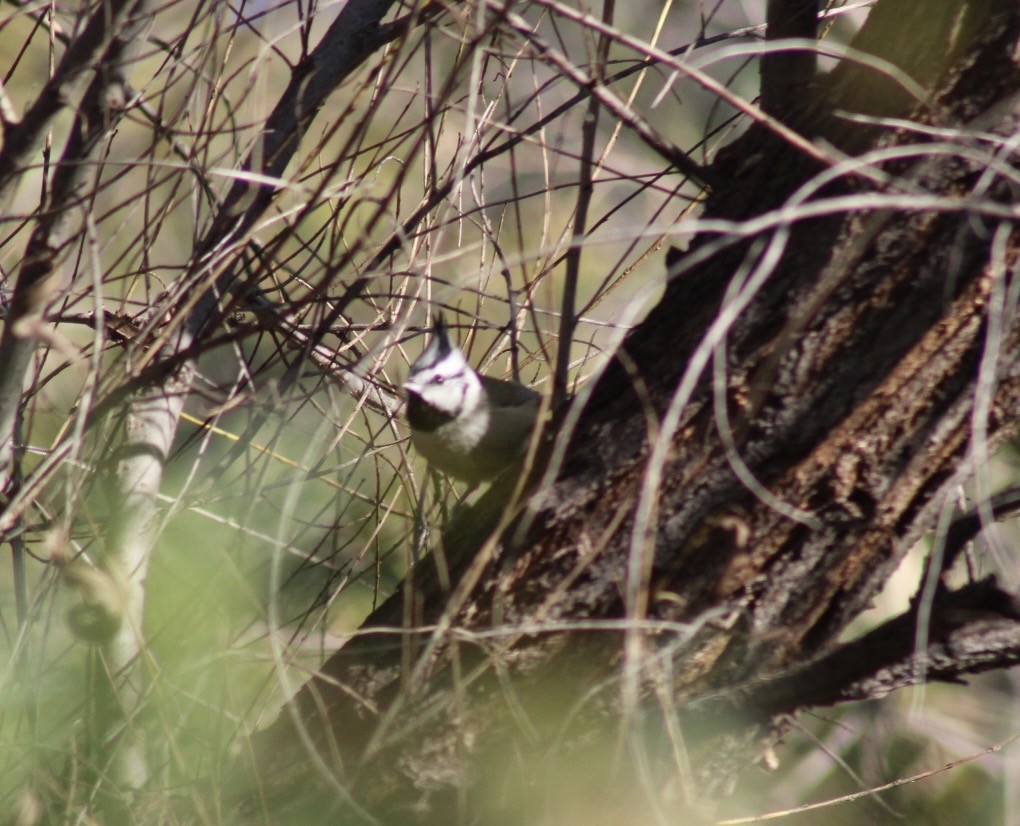 Bridled Titmouse - ML646381010