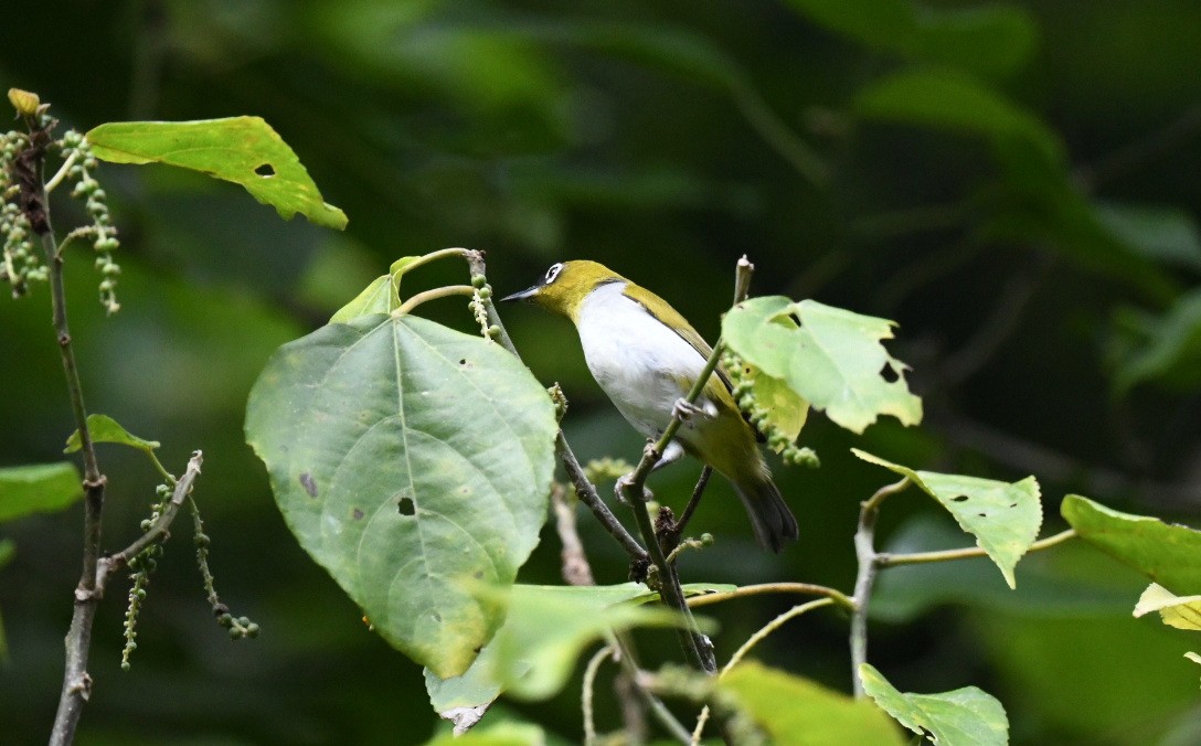 Black-crowned White-eye - ML646381011