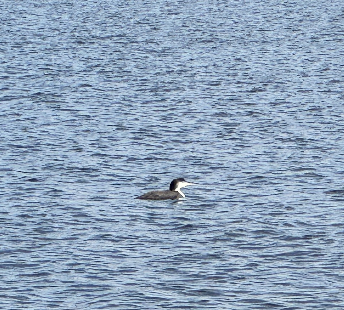 Buz Dalgıcı - ML646381016