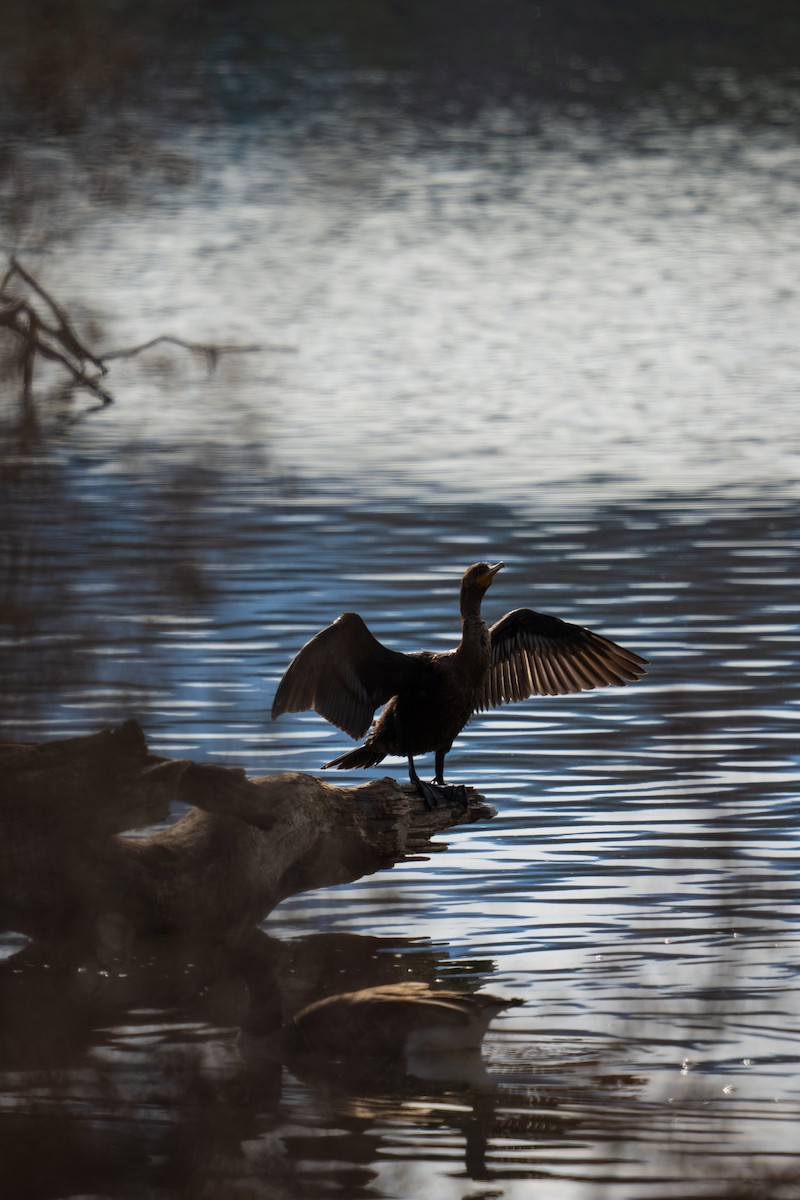 Double-crested Cormorant - ML646381019