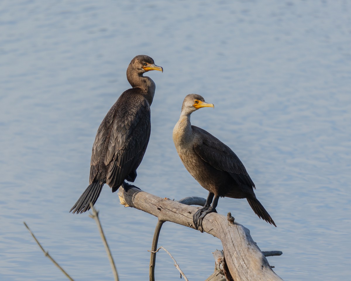 Double-crested Cormorant - ML646381020