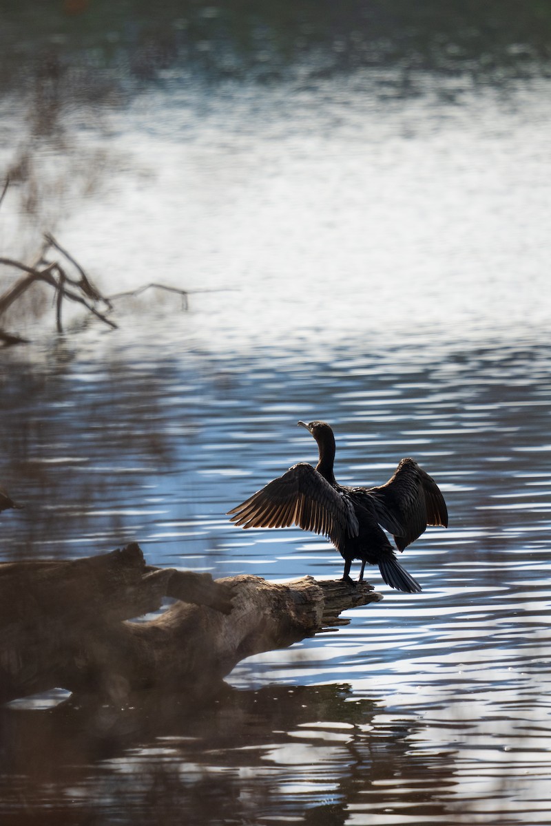 Double-crested Cormorant - ML646381021