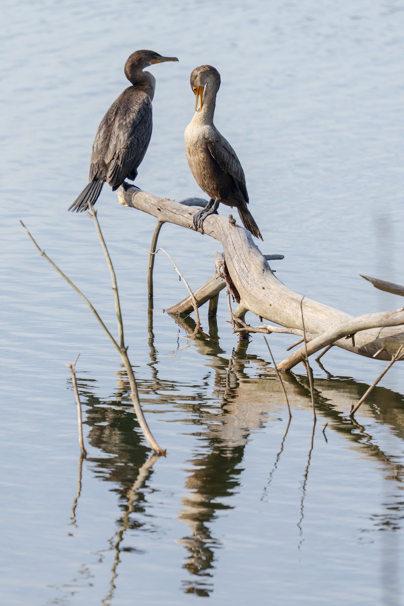Double-crested Cormorant - ML646381022