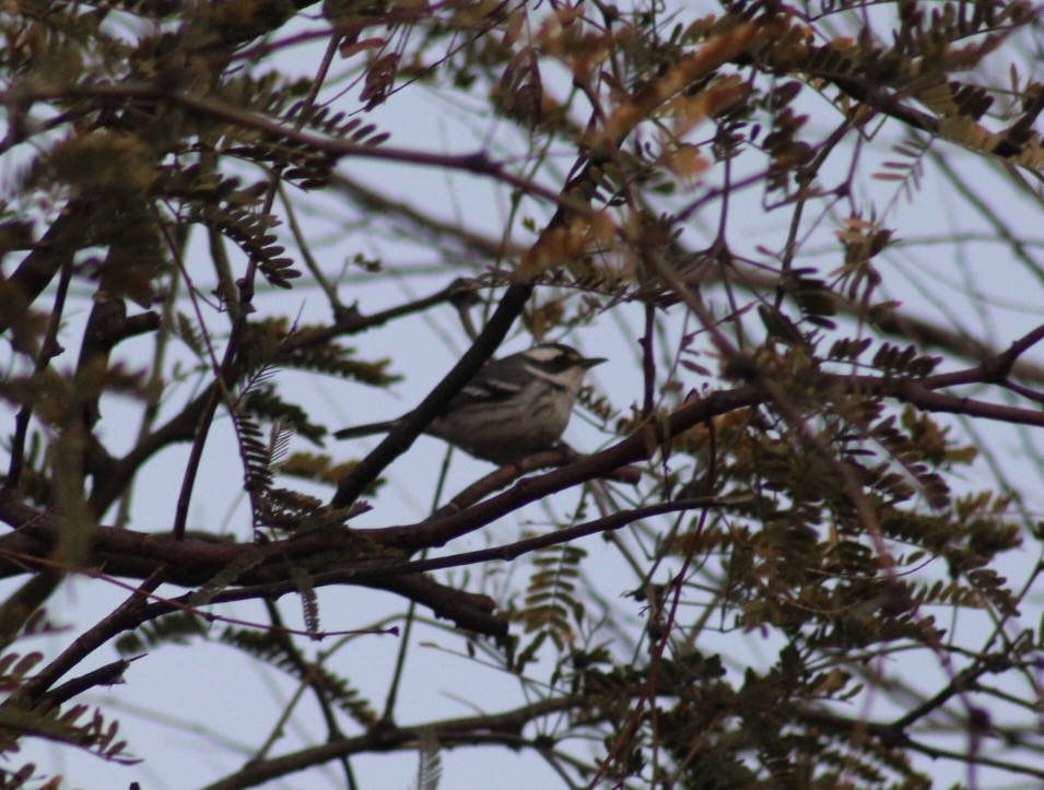 Black-throated Gray Warbler - ML646381023
