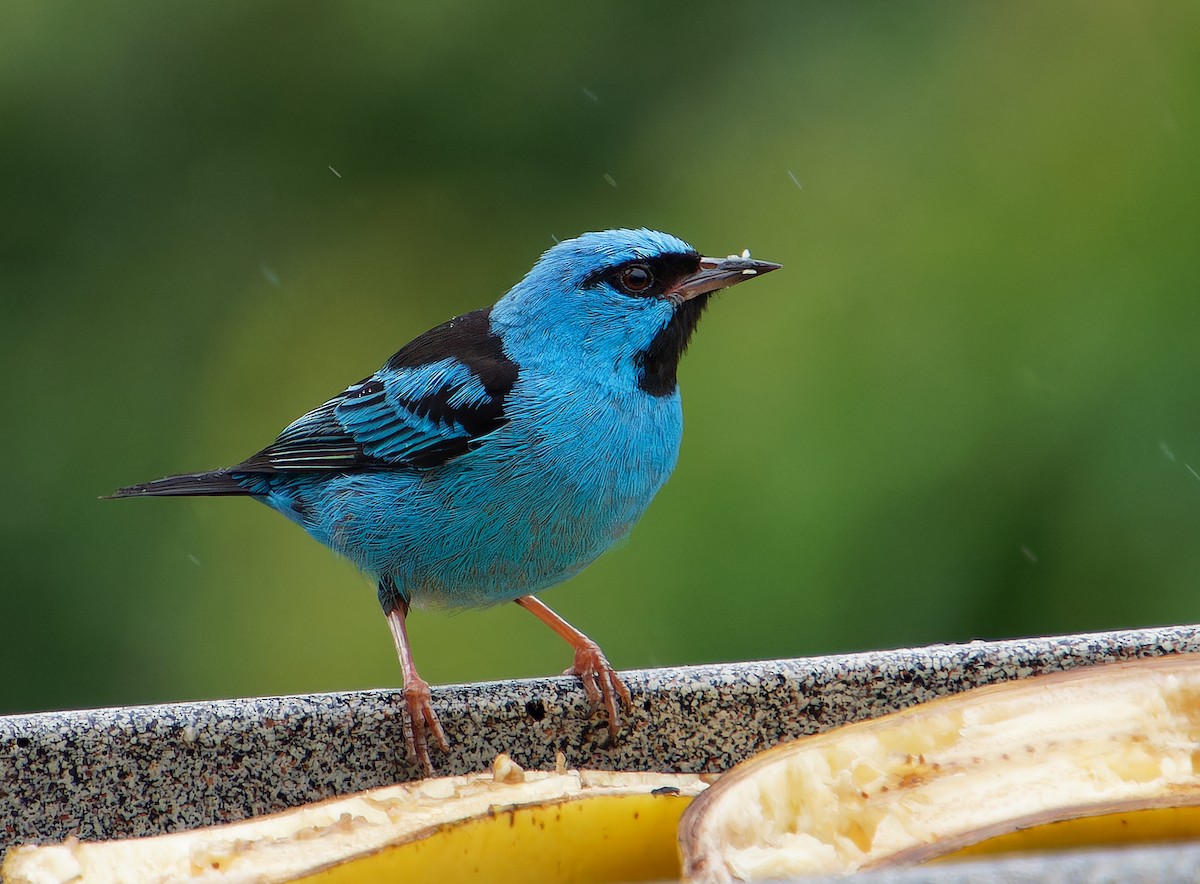 Blue Dacnis - ML646381024