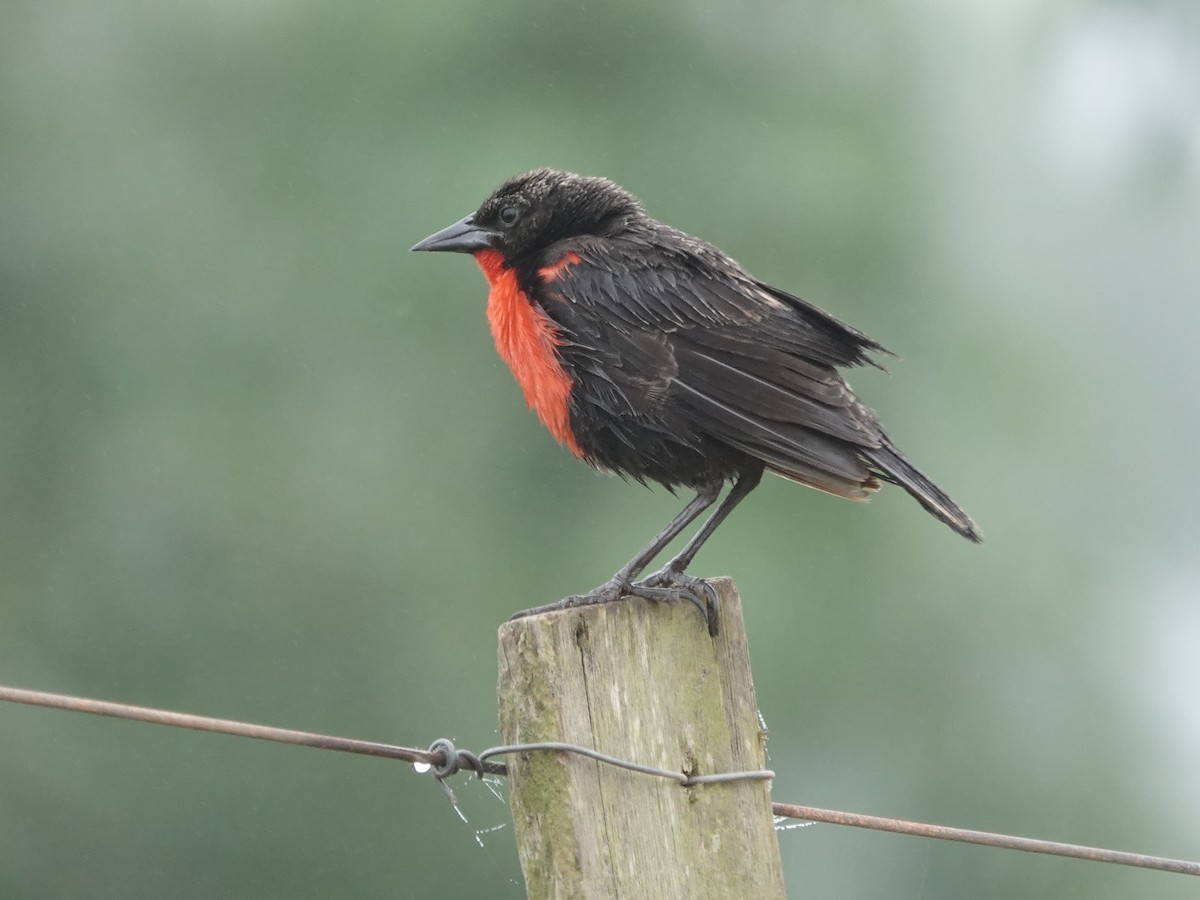 Red-breasted Meadowlark - ML646381025