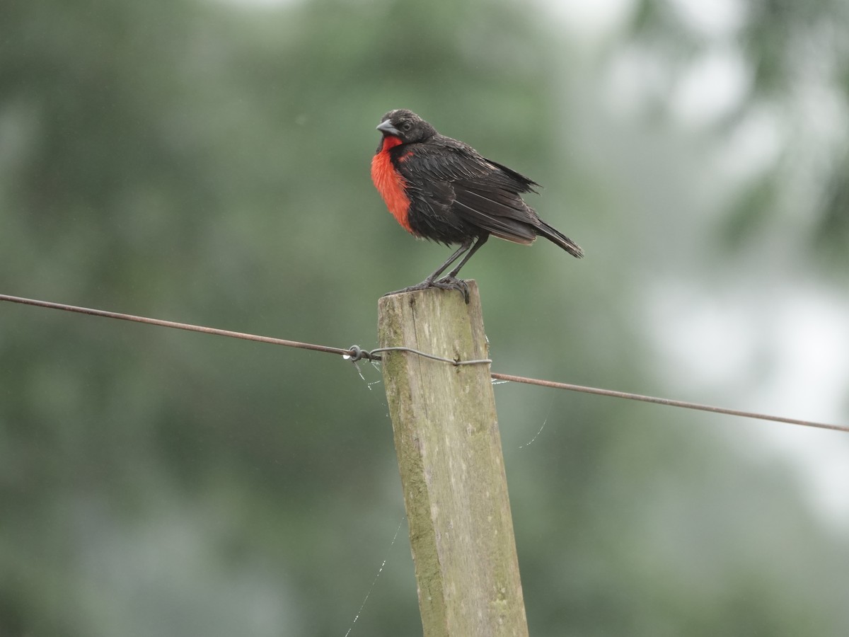 Red-breasted Meadowlark - ML646381026