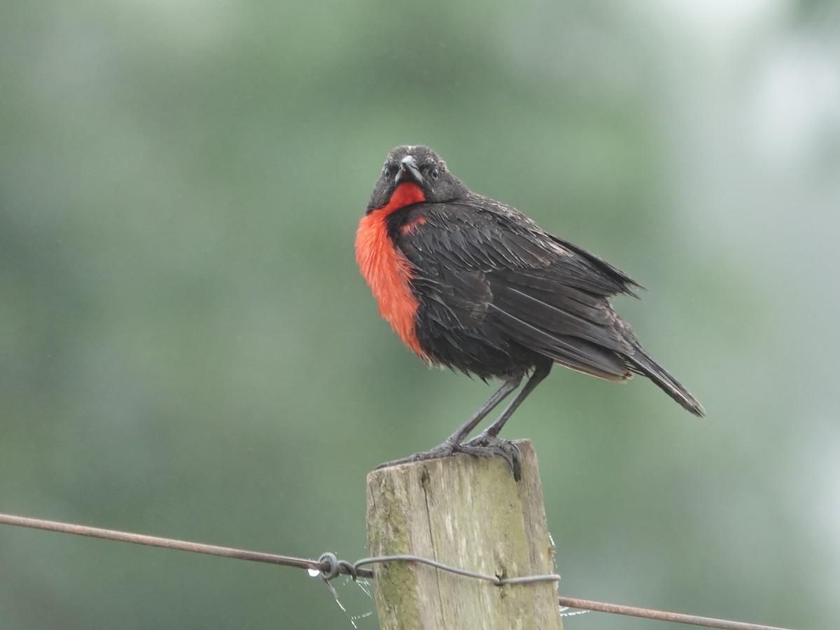 Red-breasted Meadowlark - ML646381027