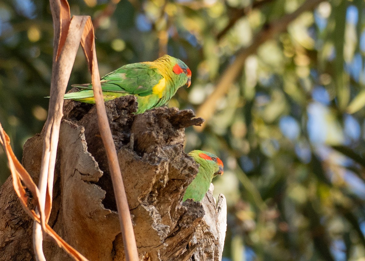 Musk Lorikeet - ML646381029
