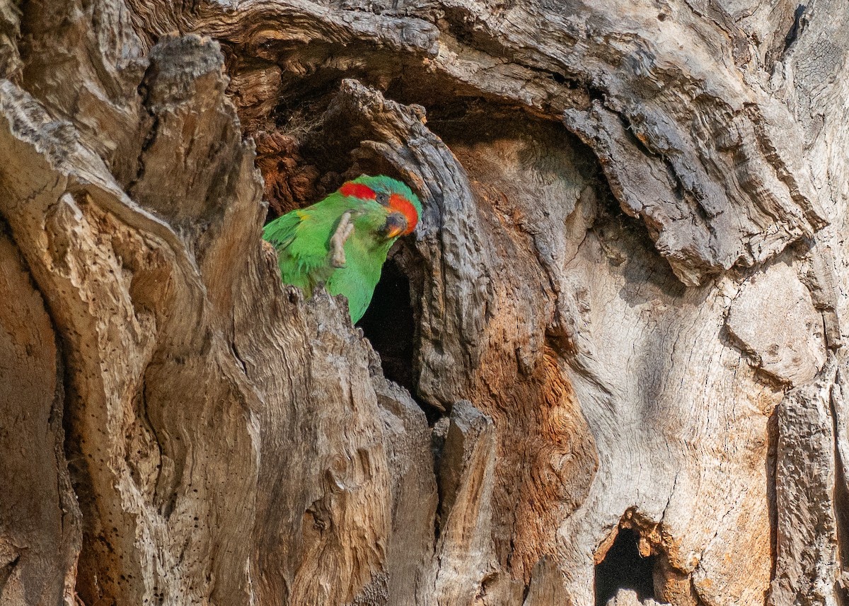 Musk Lorikeet - ML646381031