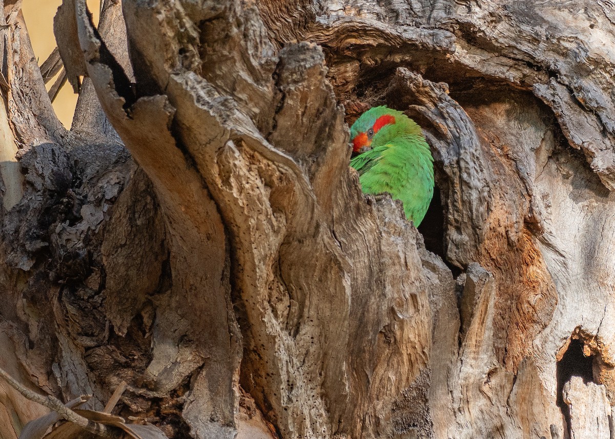 Musk Lorikeet - ML646381037