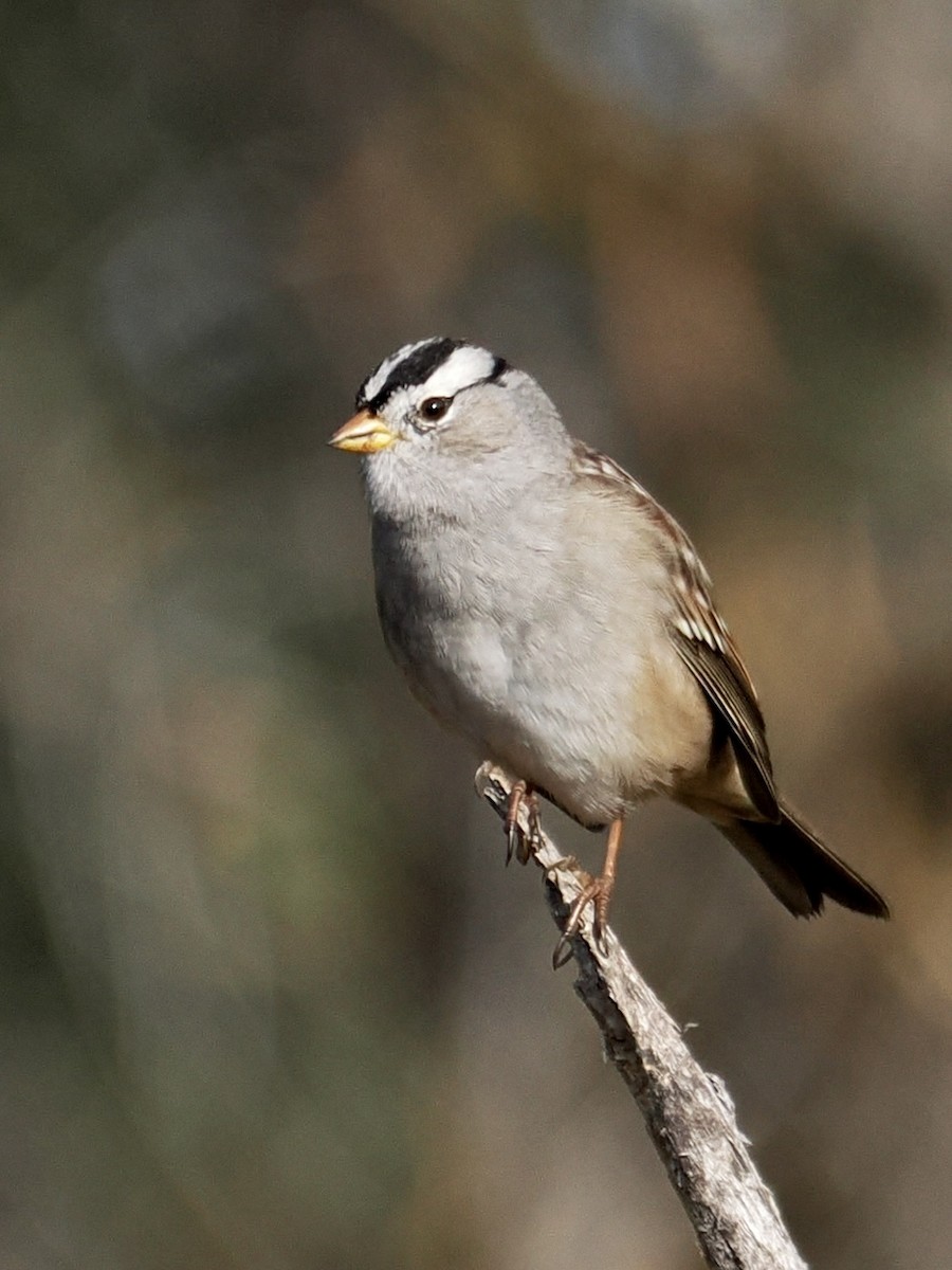 Dachsammer - ML646381039