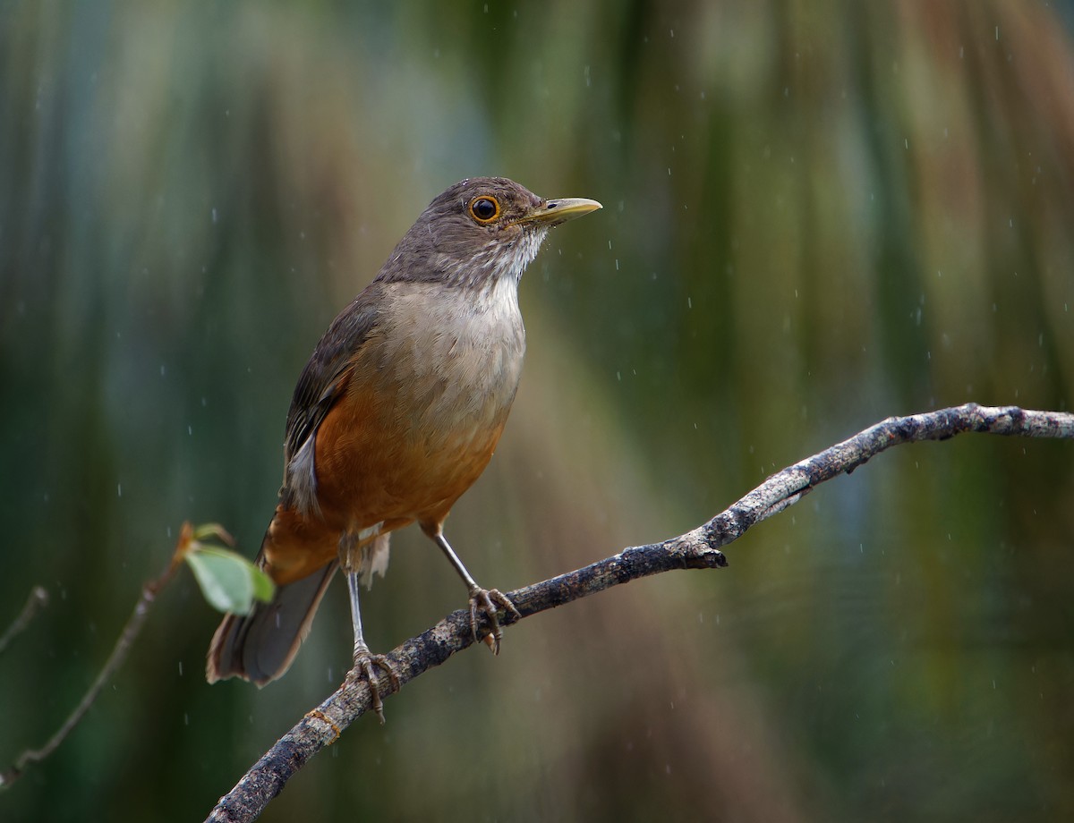 Rufous-bellied Thrush - ML646381040