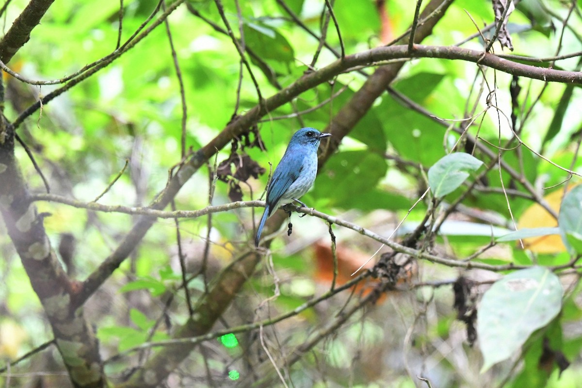 Turquoise Flycatcher - ML646381041