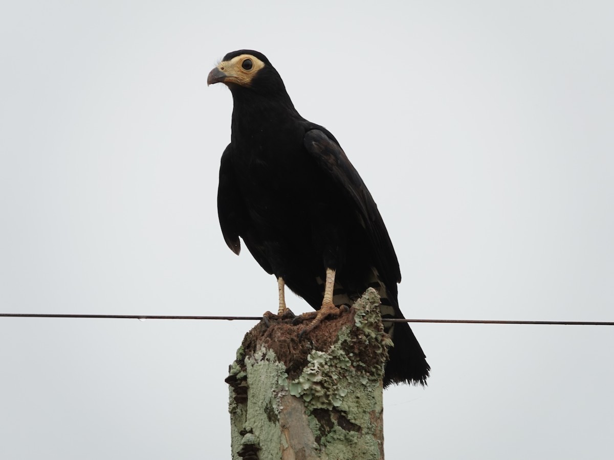 Black Caracara - ML646381043