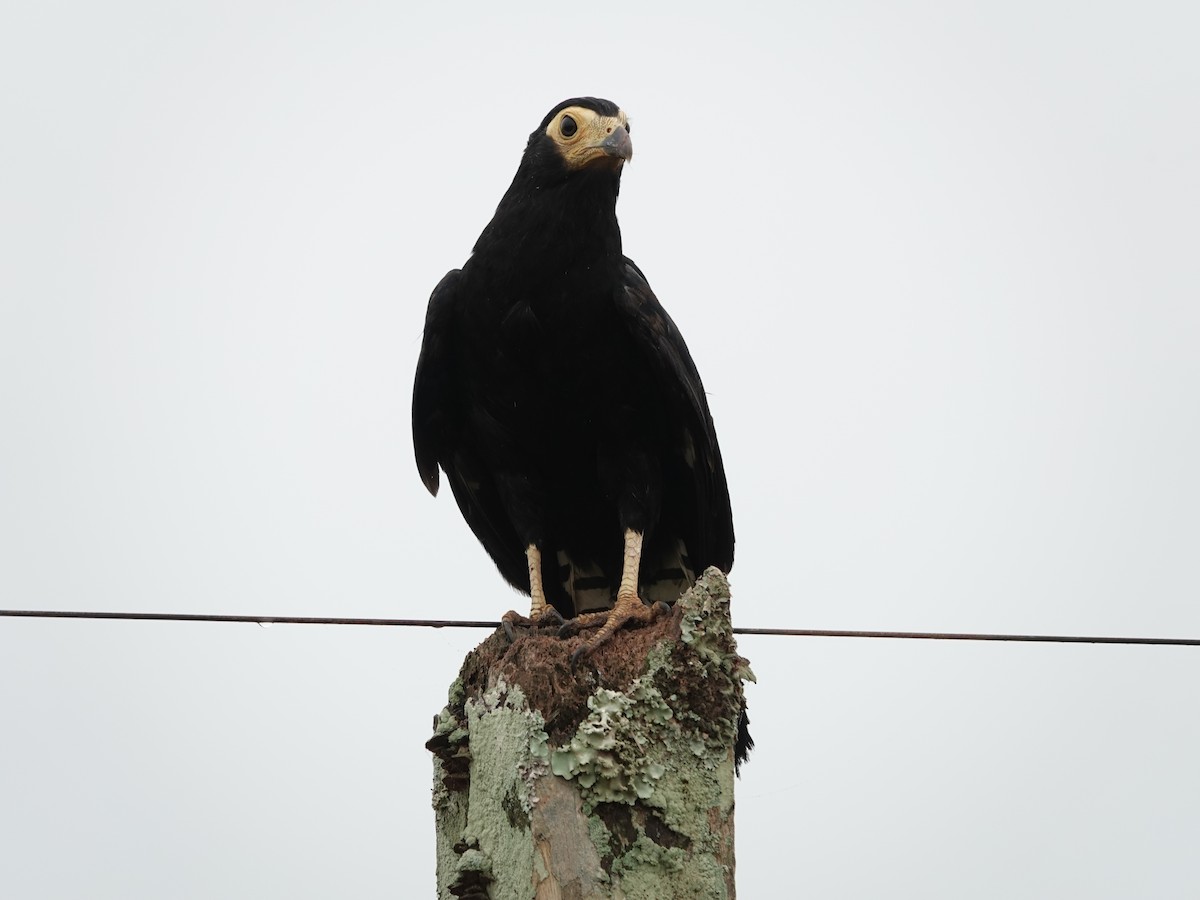 Black Caracara - ML646381044